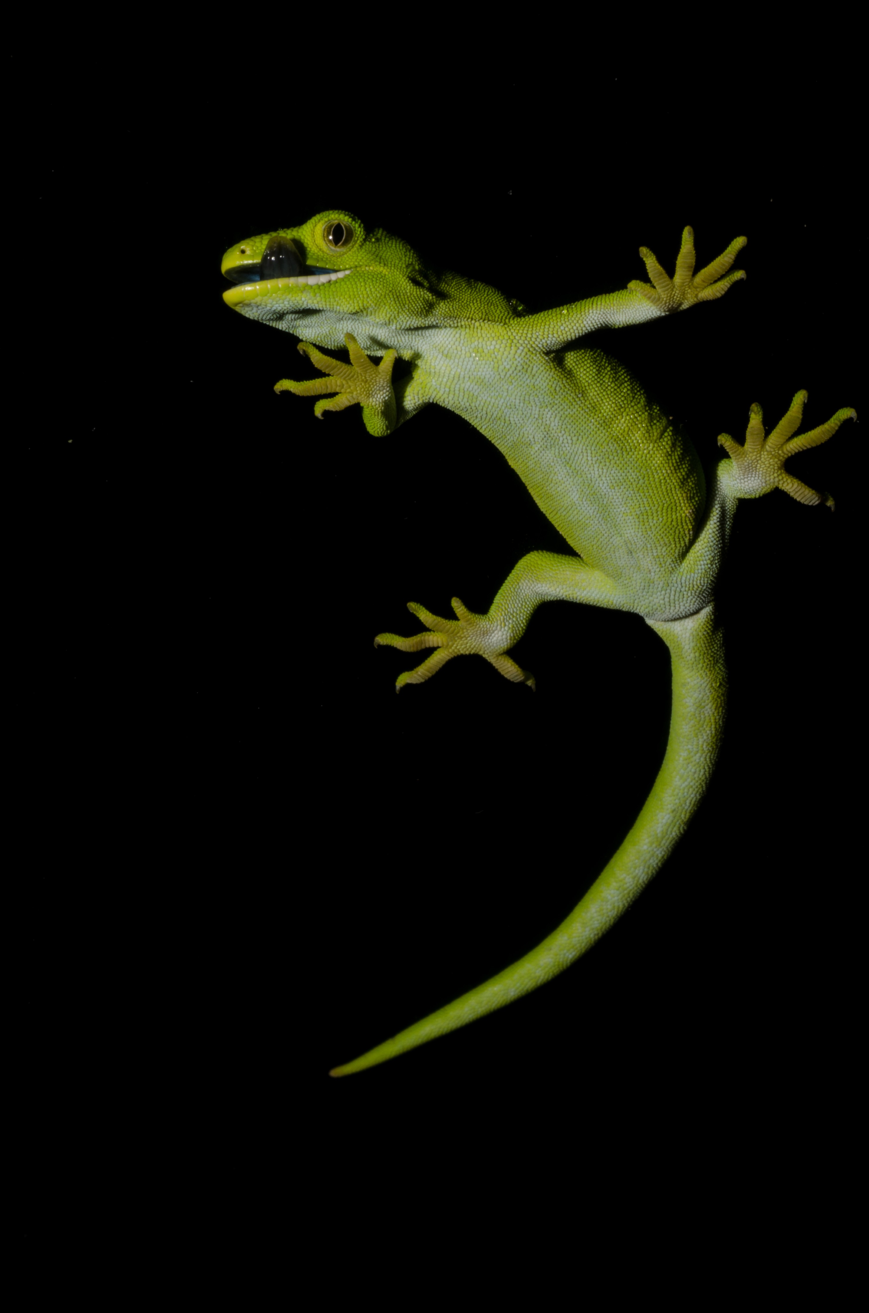 DSC_6048 – Auckland, green, gecko, Naultinus, elegans, elegans, home, lizard, Crispin, reptiles, amphibians, rare, cold, blood, new, new zealand, zealand, nz